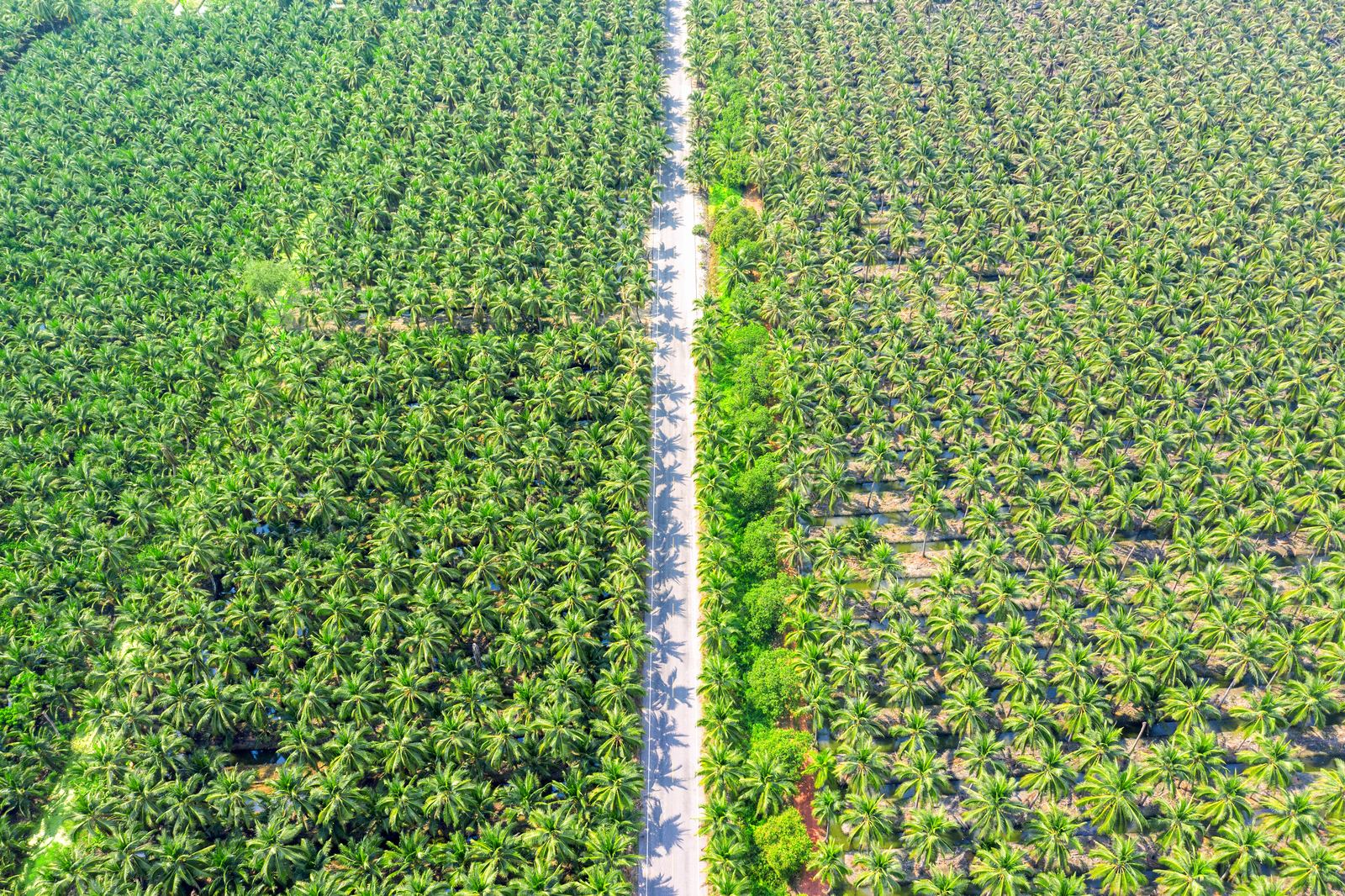 Aerial view of coconut plantation showing scale and vision of precision farming